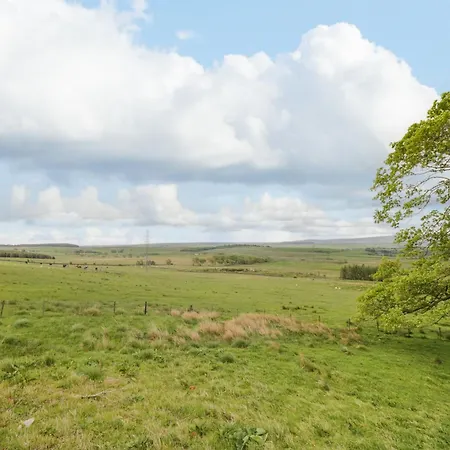 Torties * Brampton (Cumbria)